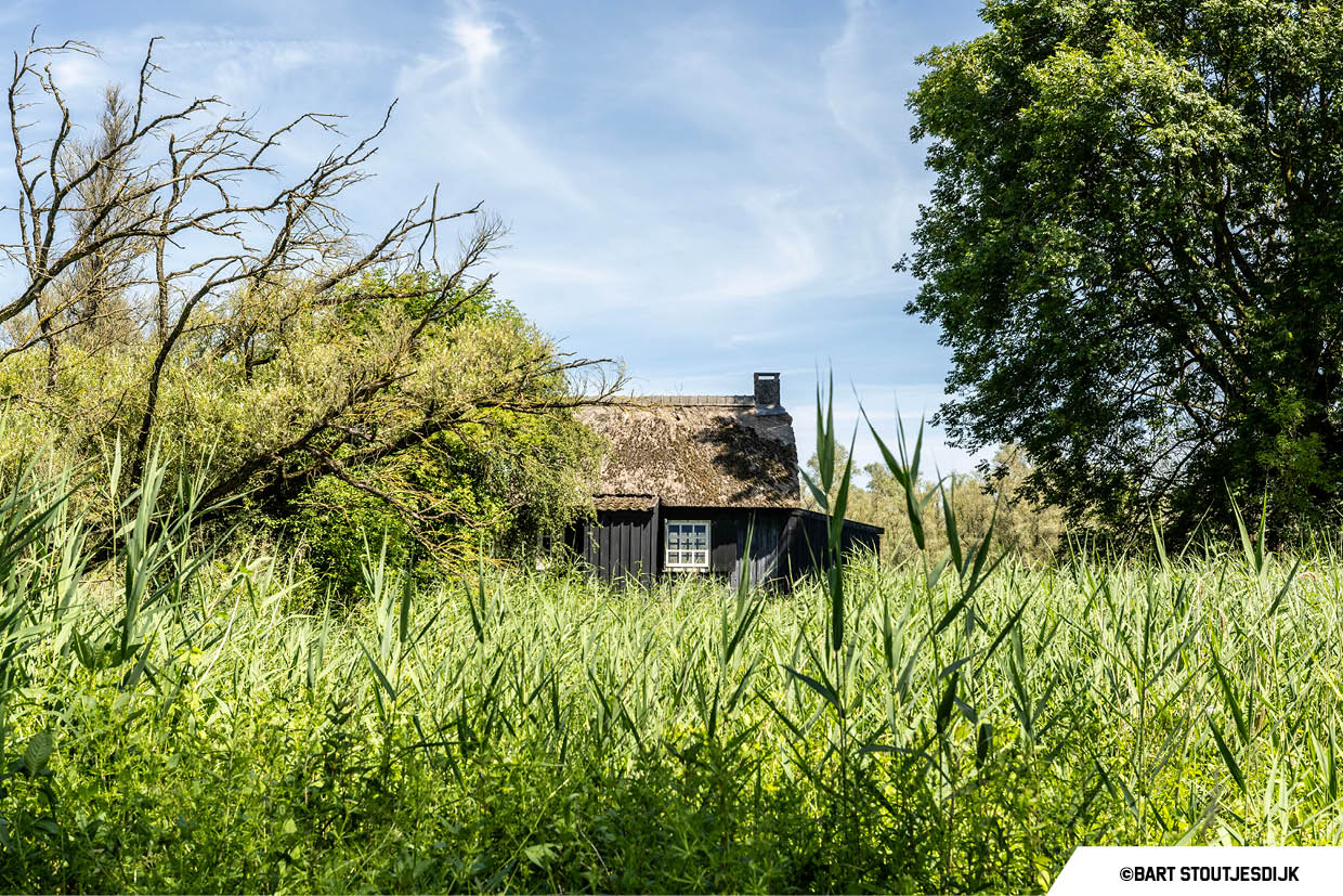 Keet met rieten dak gezien tussen het hoge riet