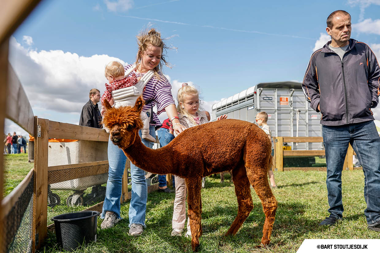 Bezoekers aaien een alpaca tijdens een jaarmarkt op een grasveld