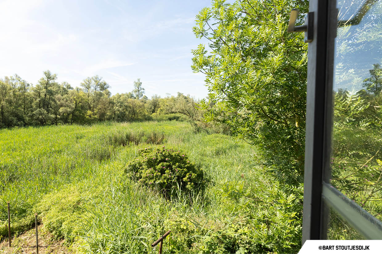 Uitzicht vanuit een keet op het riet en de natuur van de Biesbosch